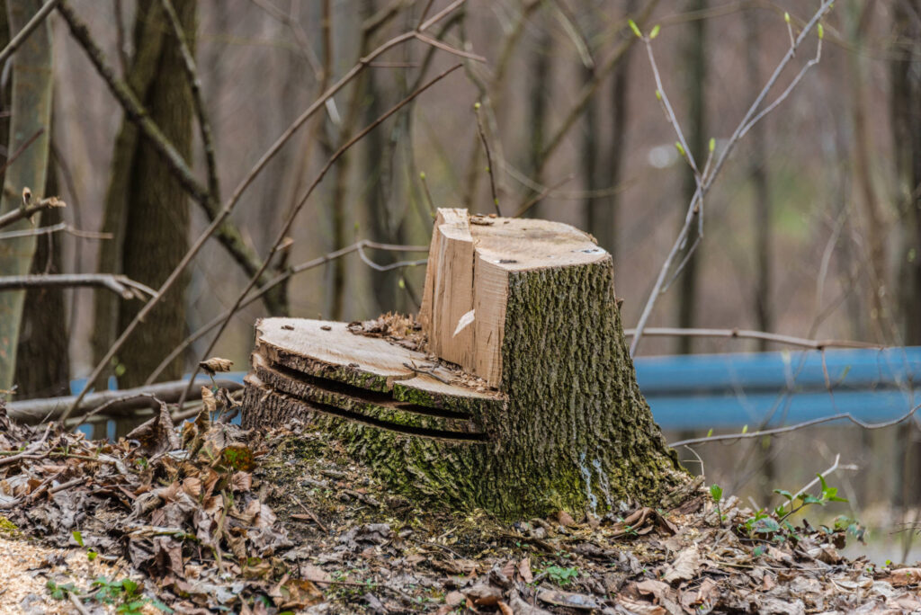 abattage arbre gers