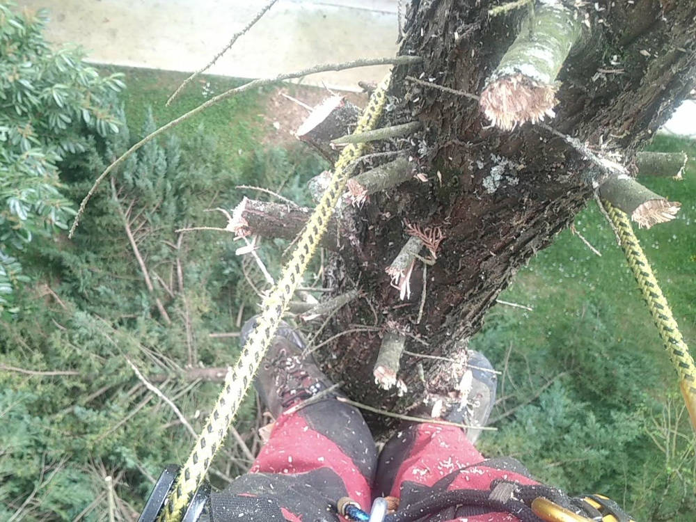 abattage arbre gers