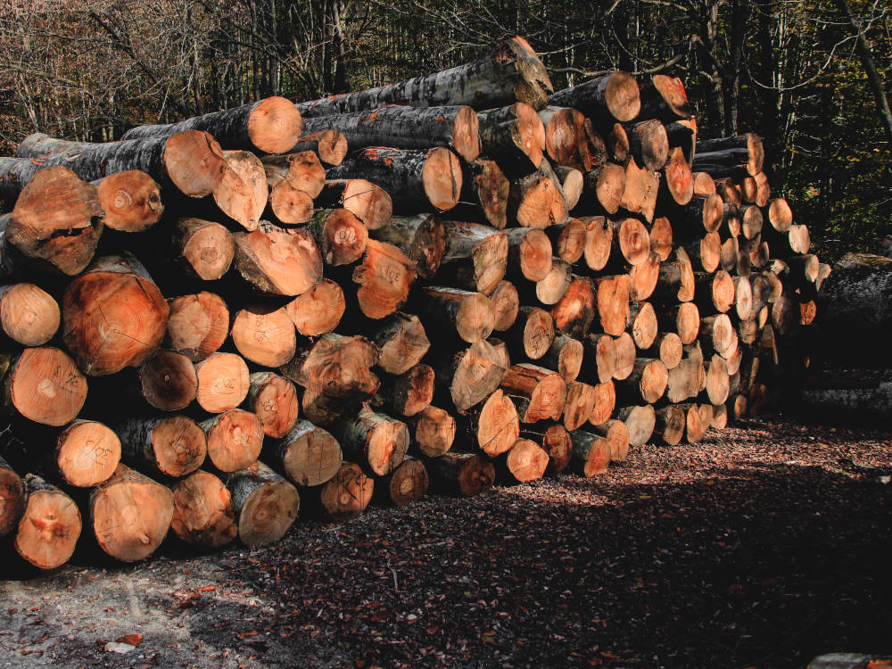 demontage arbres gers