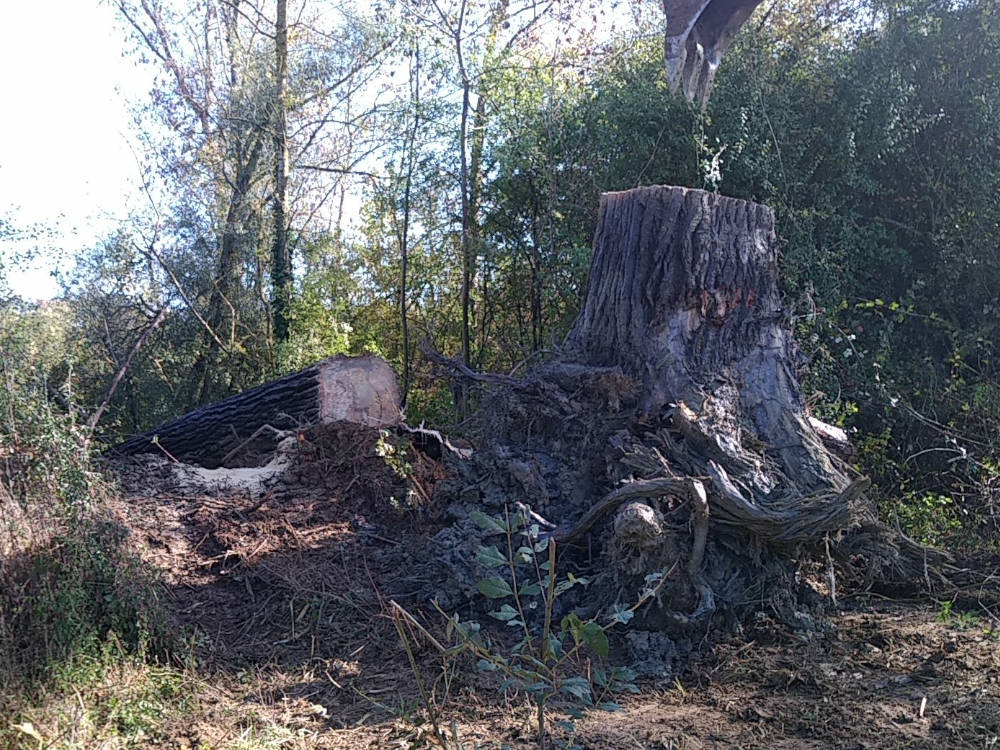 déracinement arbre gers