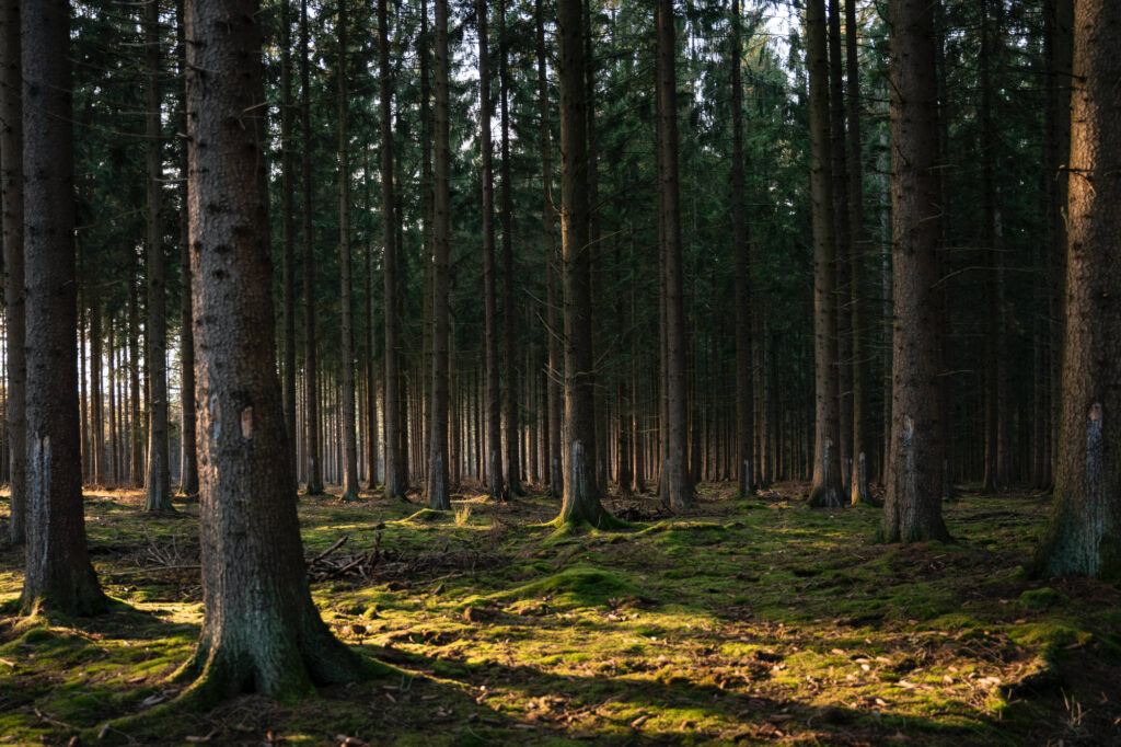 entretien foret gers