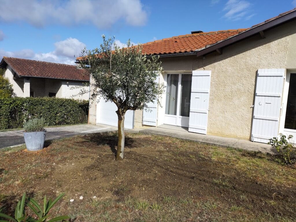 Plantation d'un olivier à Lectoure.