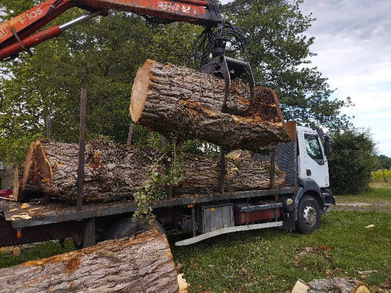 Abattage de peupliers à Eauze.