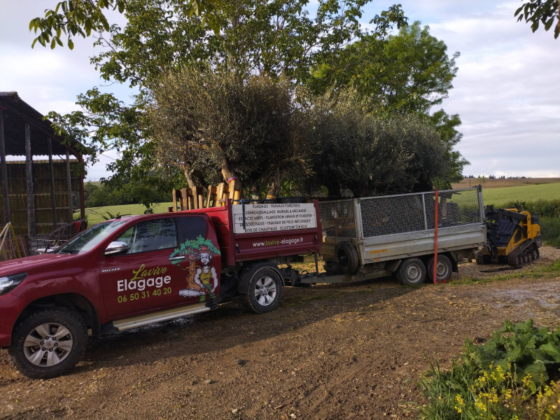 Plantation de plusieurs oliviers à Mauroux pour un aménagement paysager.