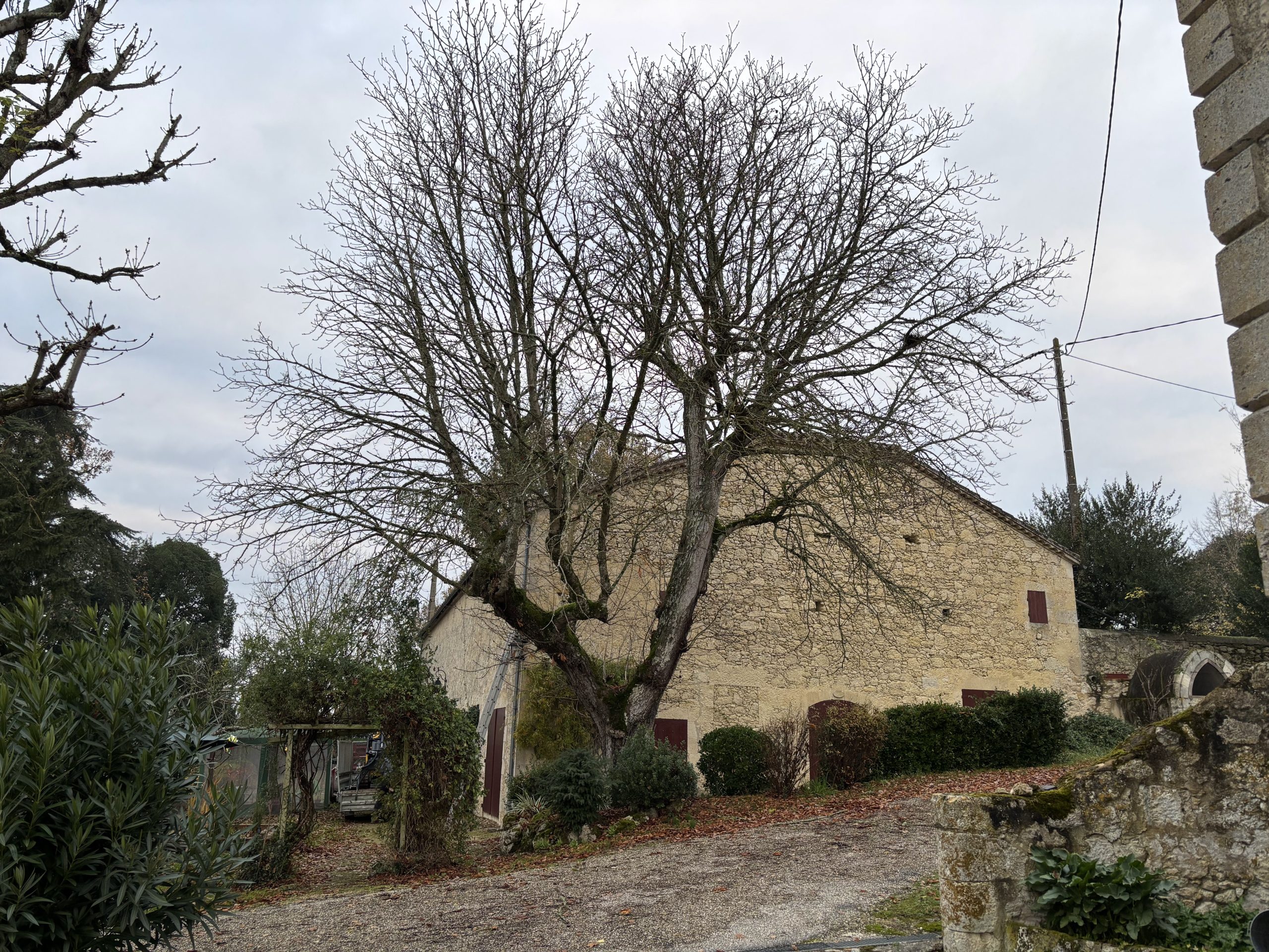 elagage-maronnier-terraube