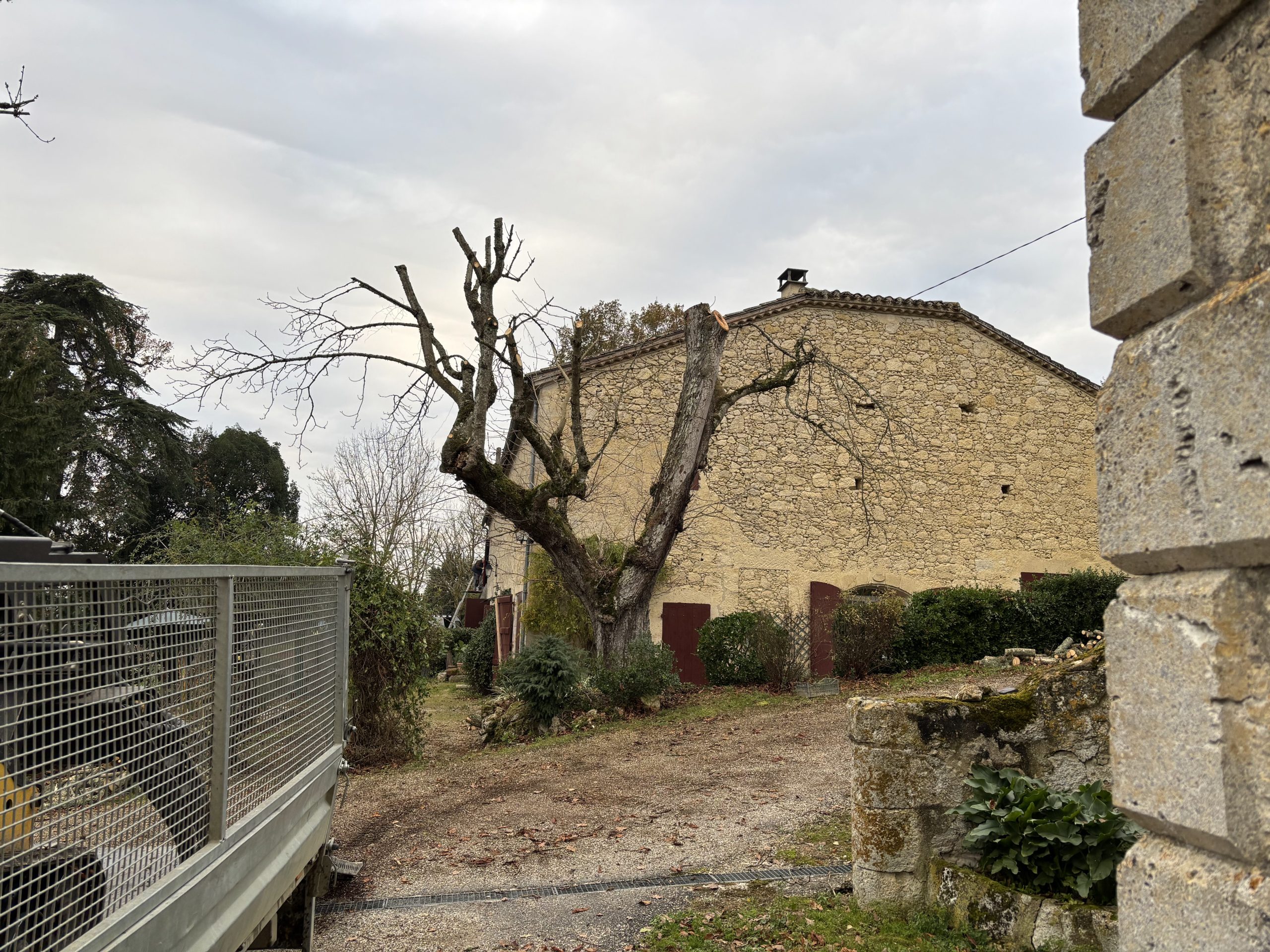 elagage-marronier-gers2