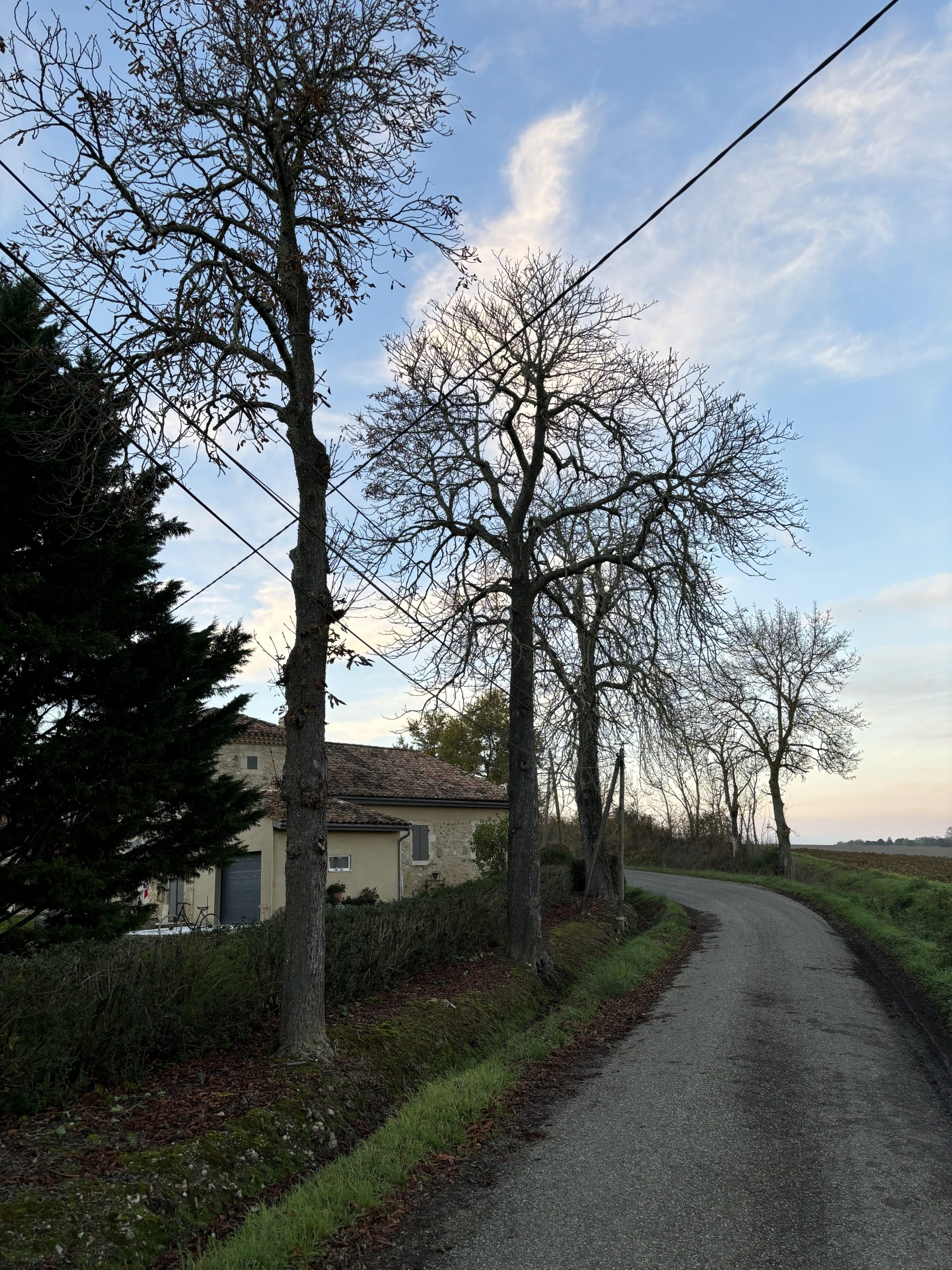 haie-elagage-lagardefimarcon7
