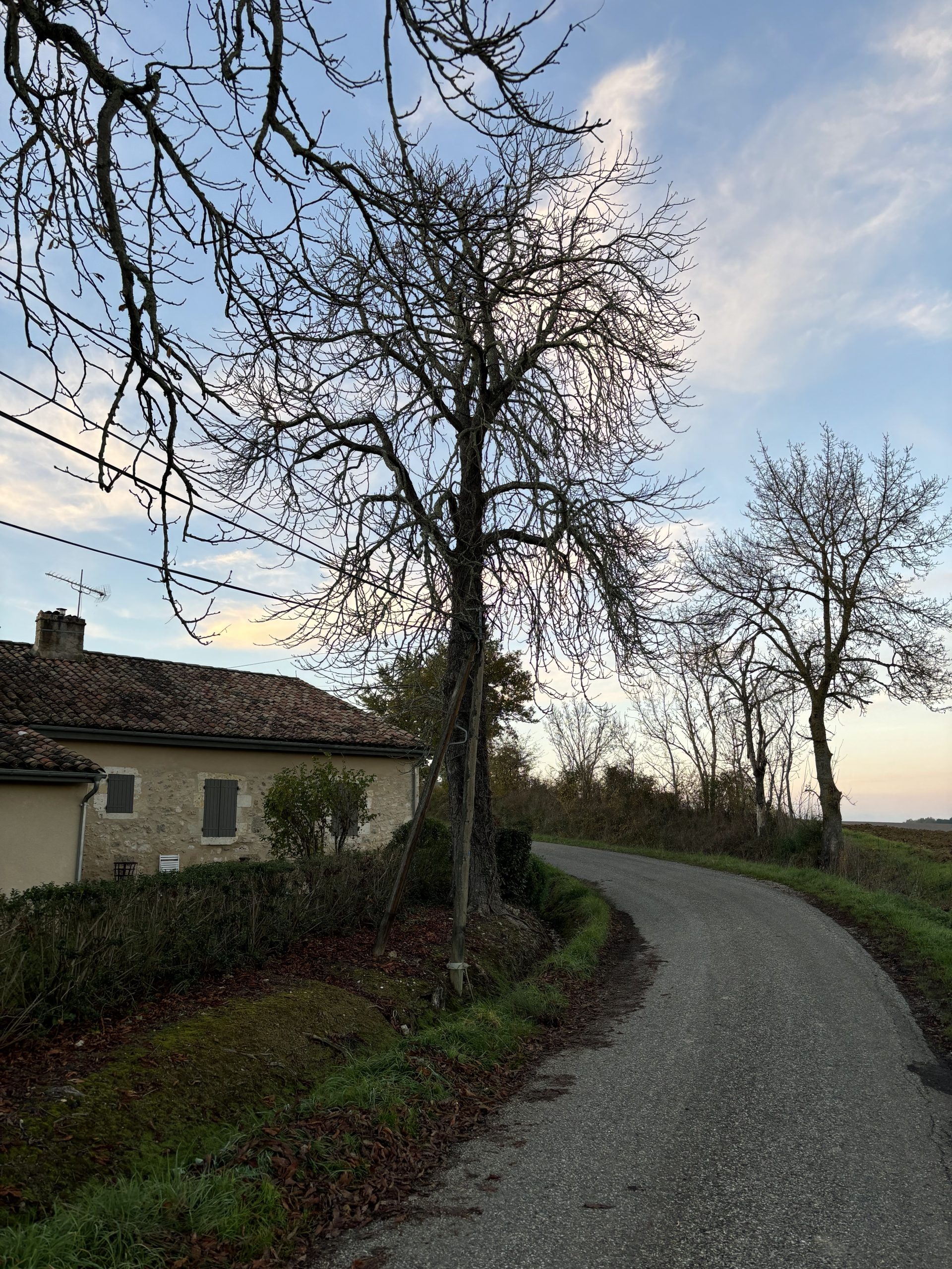 haie-elagage-lagardefimarcon8