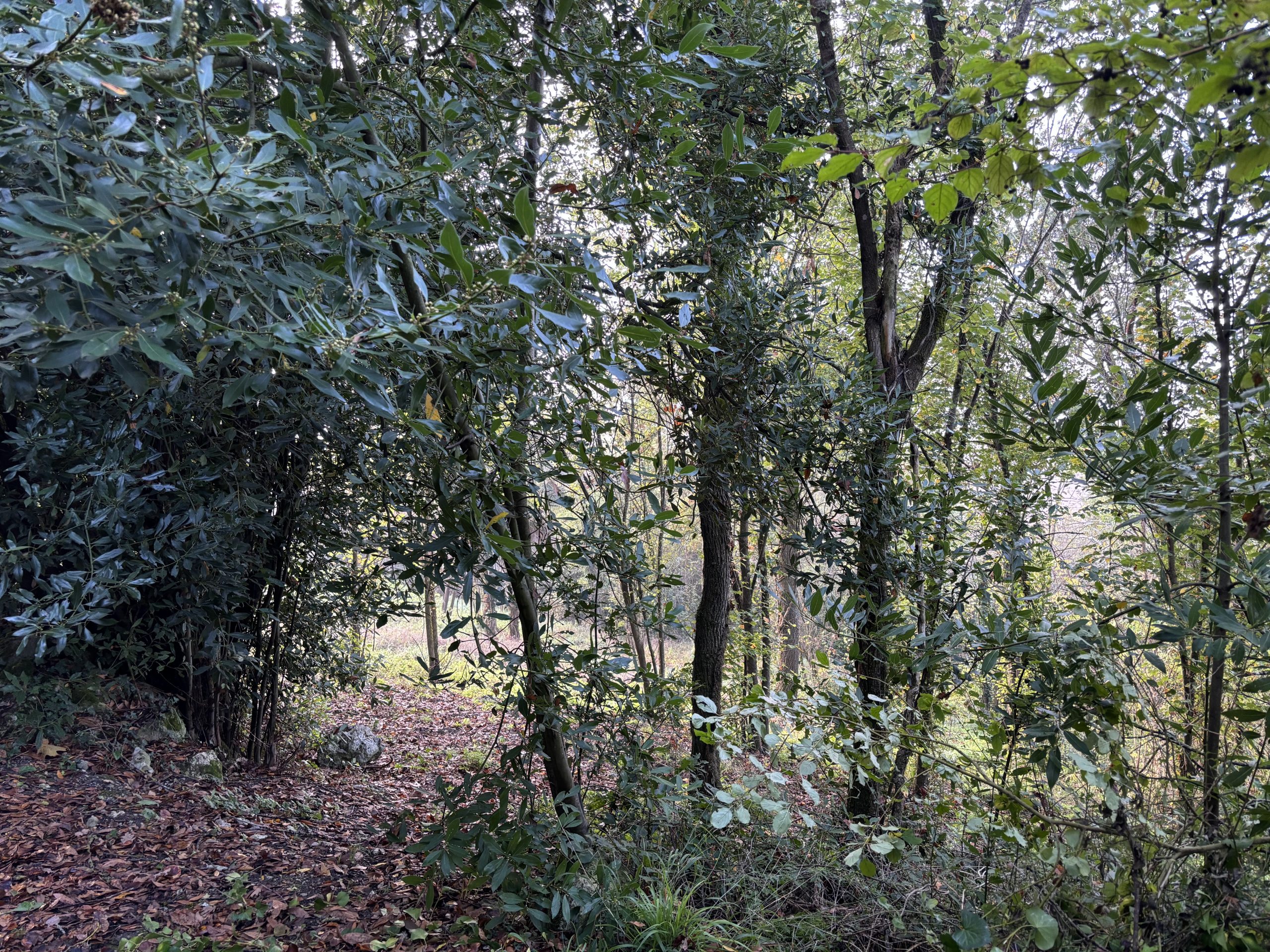 nettoyage-bois-larroqueengalin2