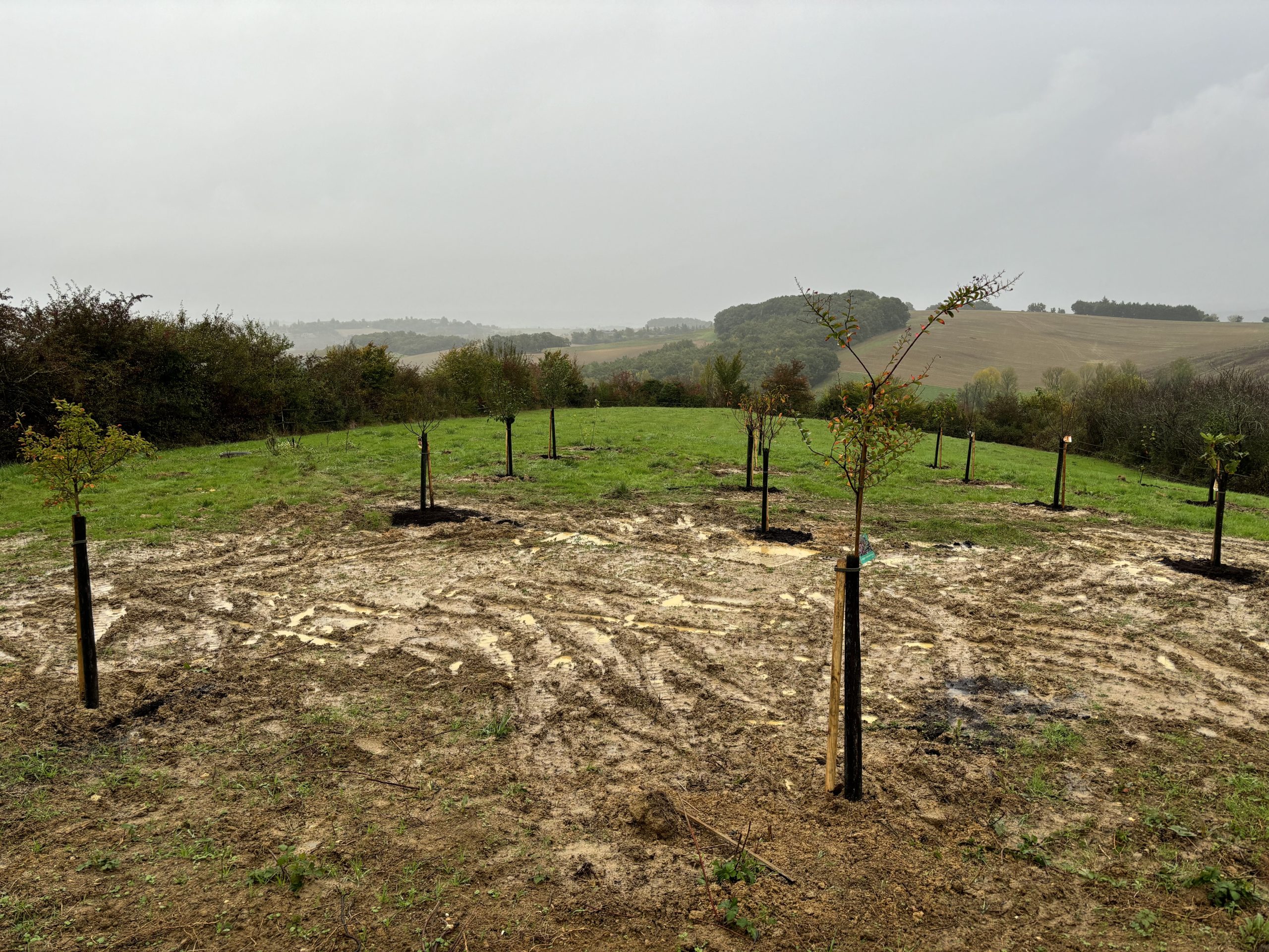 plantation-fruitier-terraube4