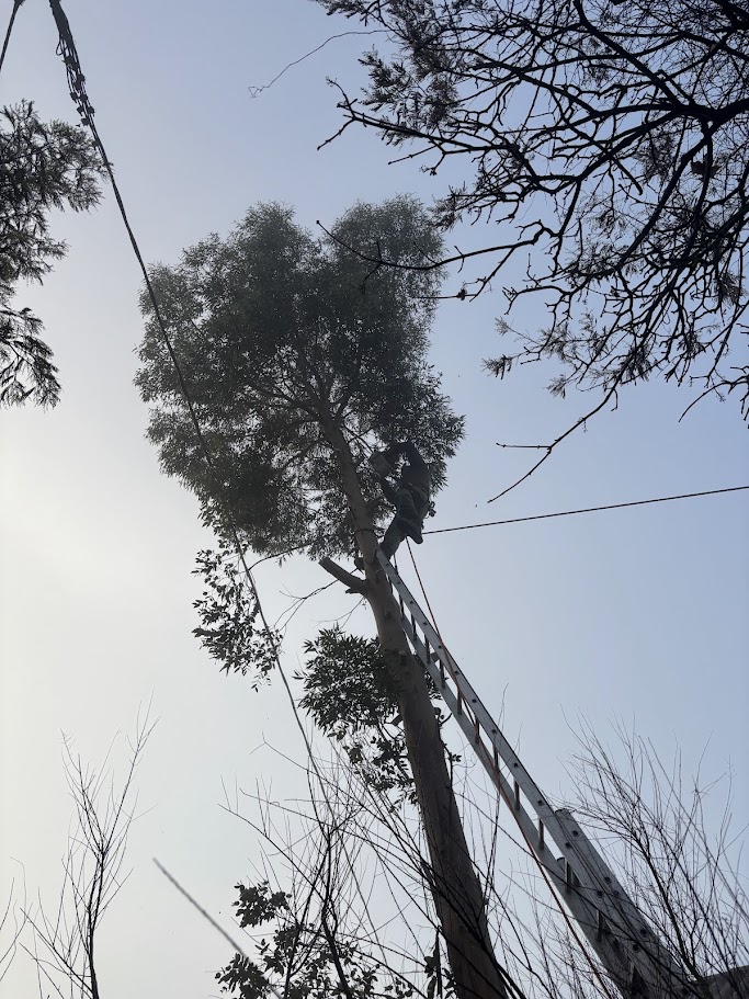 abattage-eucalyptus-berrac-3