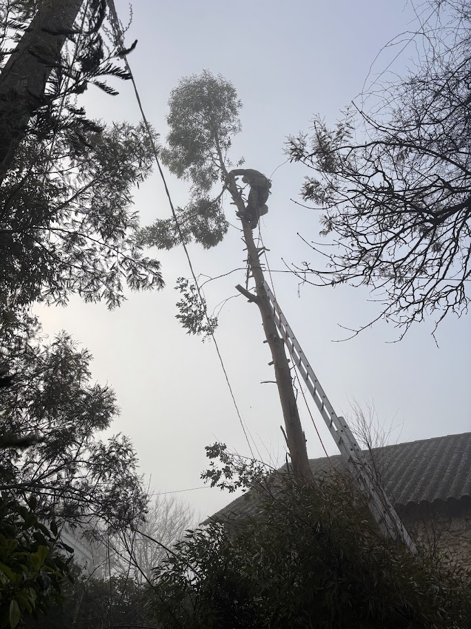 abattage-eucalyptus-berrac-4