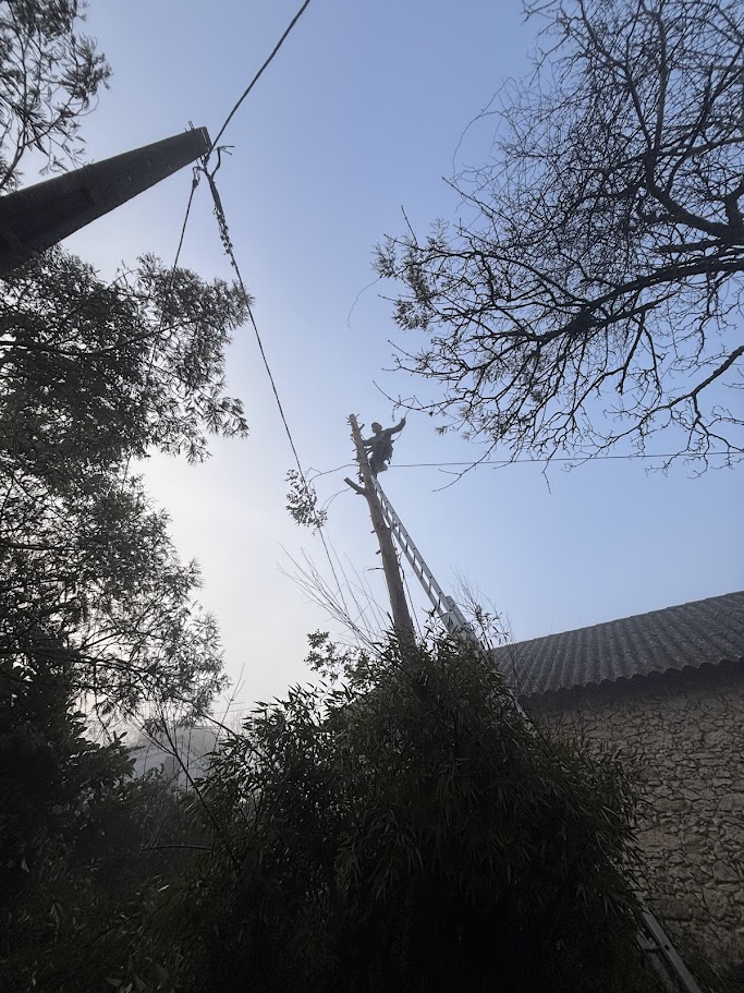 abattage-eucalyptus-berrac-6
