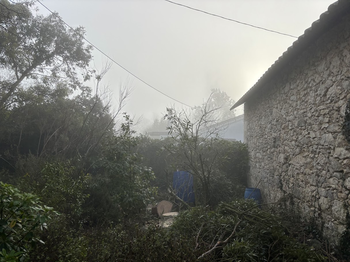 abattage-eucalyptus-berrac-7