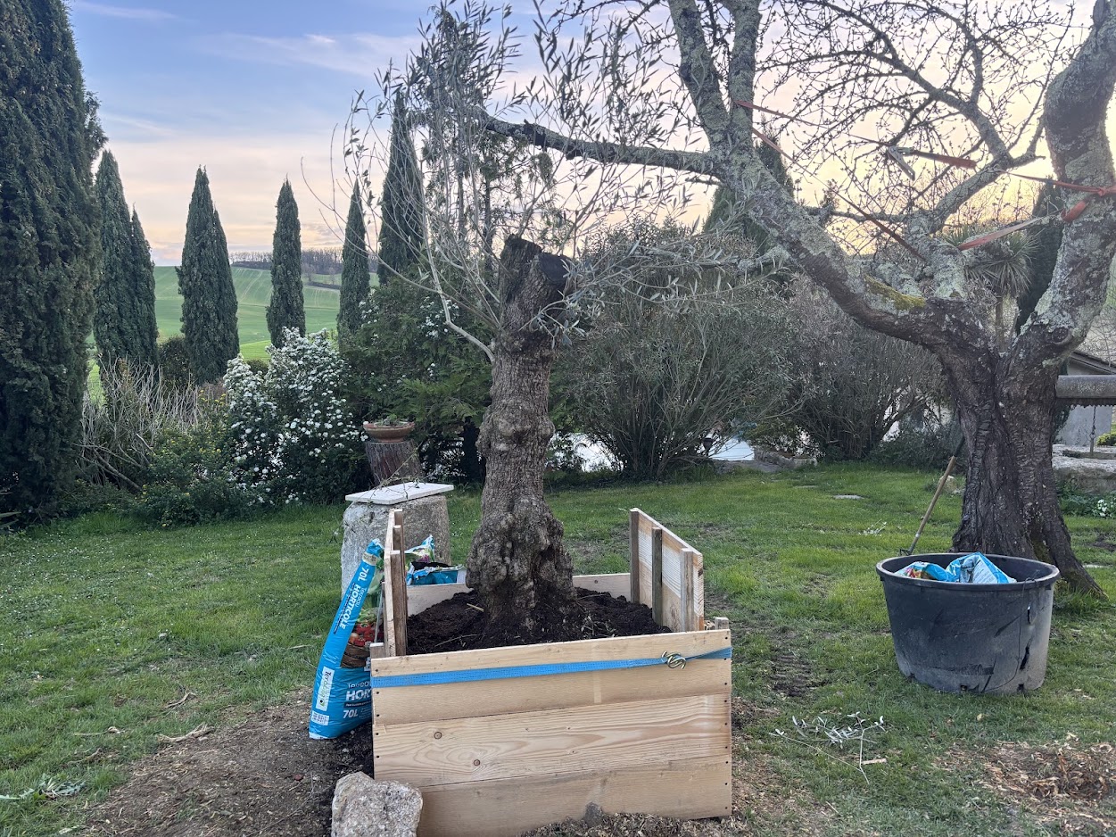 plantation-olivier-la-sauvetat-2