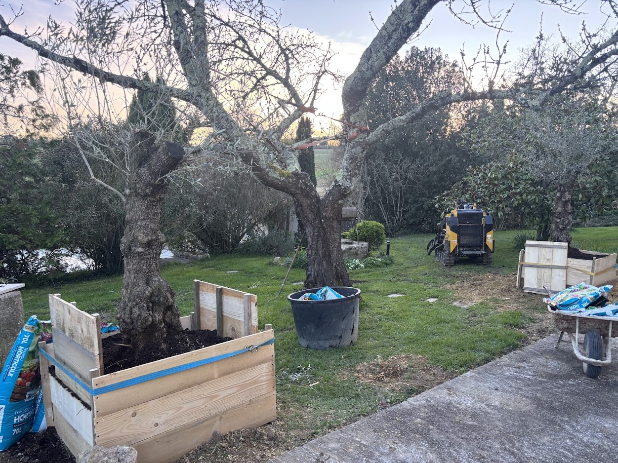 plantation-olivier-la-sauvetat