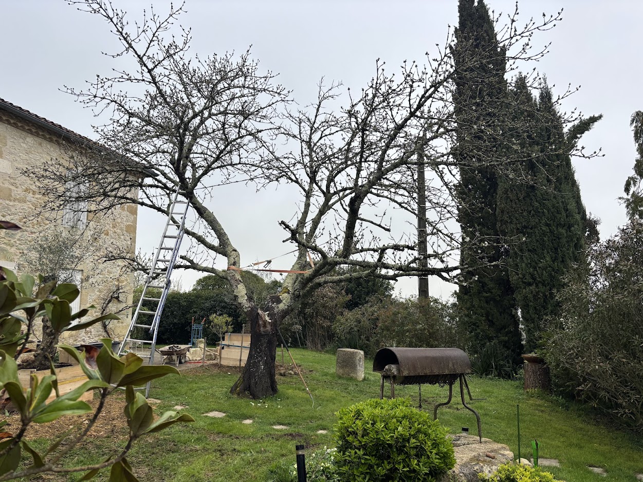 taille-entretien-arbre-la-sauvetat
